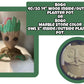 BOGO Planters SPRING SALE
